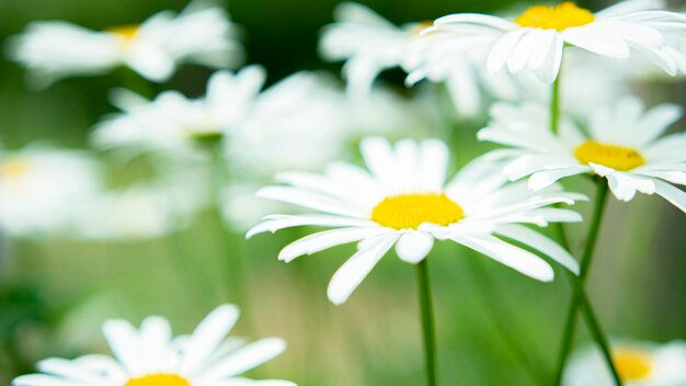 Foto nahaufnahme von weißen gänseblümchen