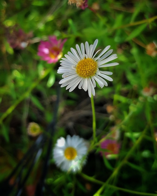 Nahaufnahme von weißen Gänseblümchen