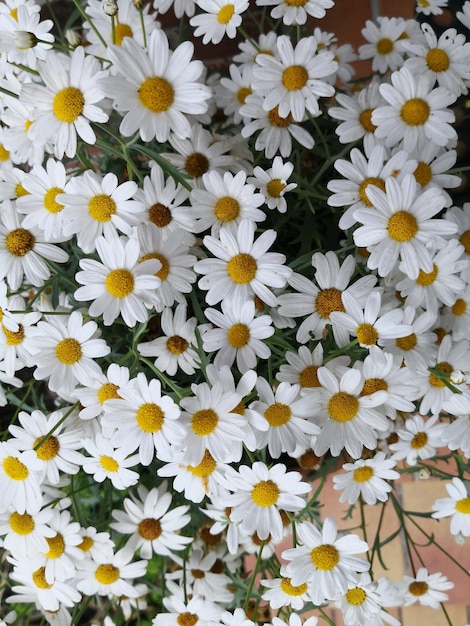 Foto nahaufnahme von weißen gänseblümchen