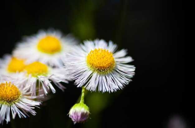 Foto nahaufnahme von weißen gänseblümchen