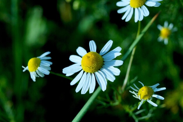 Foto nahaufnahme von weißen gänseblümchen