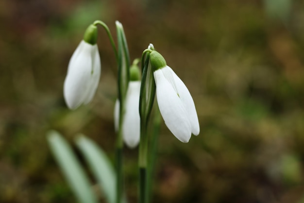 Nahaufnahme von weißen Galanthus-Schneeblümchen