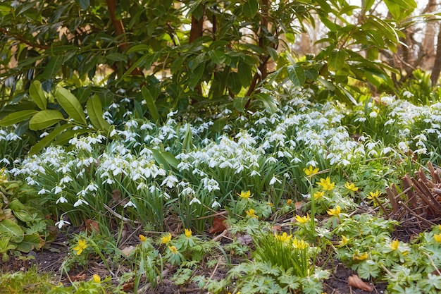 Nahaufnahme von weißen gemeinsamen Schneeglöckchen und gelben Starburst-Blumen, die in einem üppig grünen Blumenbeet in einem landschaftlich gestalteten Hausgarten wachsen Gruppe von Galanthus nivalis, die in einem Hinterhof blühen, blühen und blühen