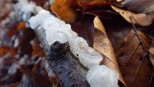 Nahaufnahme von weißen Hirnpilzen auf Blättern im Winter