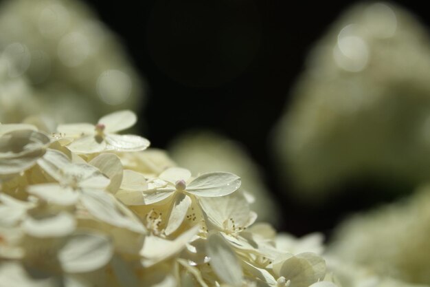 Foto nahaufnahme von weißen hortensieblüten