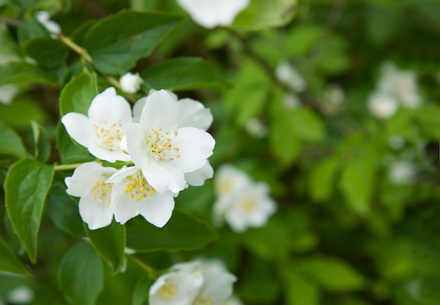 Nahaufnahme von weißen Jasminblüten im Garten Gemeiner Seringa-Jasmin der Dichter