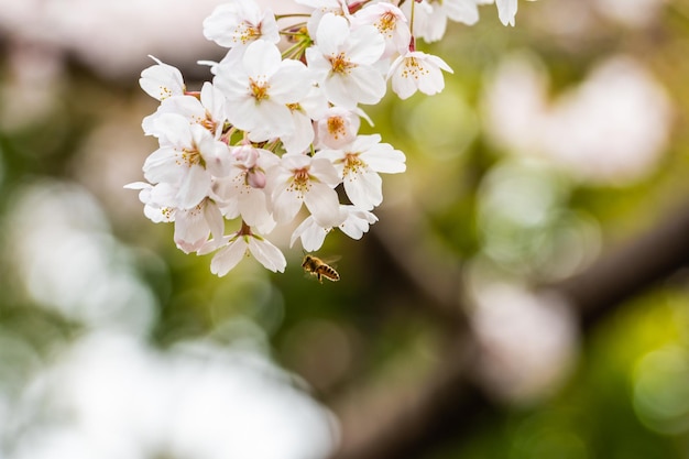 Nahaufnahme von weißen Kirschblüten