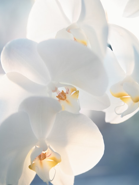 Nahaufnahme von weißen Orchideen auf blauem Hintergrund. Getöntes Bild.