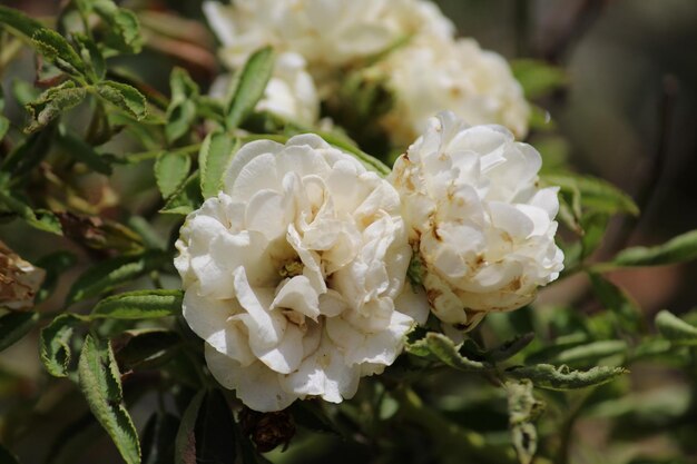 Nahaufnahme von weißen Rosen