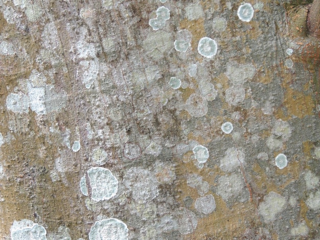 Nahaufnahme von weißen strukturierten Farbflecken auf einer Baumrinde