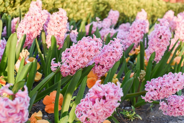 Nahaufnahme von weißen Tulpenblumen mit grünen Blättern im Park im Freien