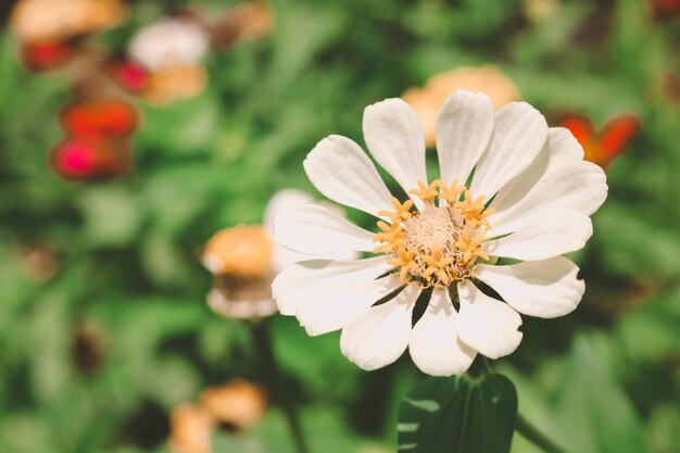 Nahaufnahme von weißen Zinnienblüten mit gelbem Nektar