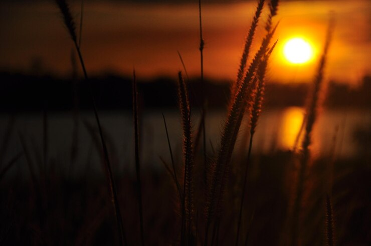 Foto nahaufnahme von weizen, das auf dem feld wächst, gegen den himmel bei sonnenuntergang