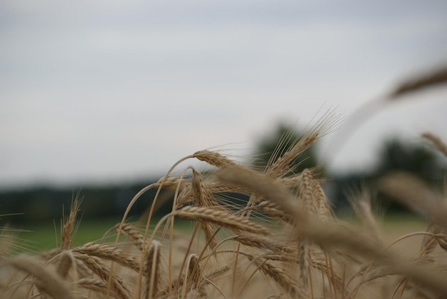 Nahaufnahme von Weizen, das auf dem Feld wächst, vor dem Himmel