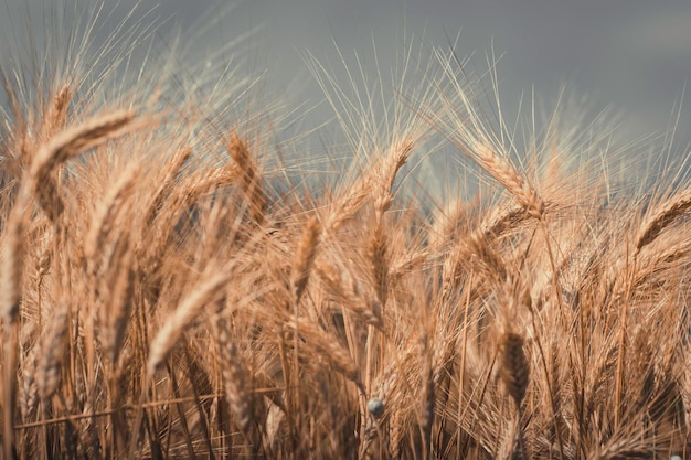 Nahaufnahme von Weizen, das auf dem Feld wächst, vor dem Himmel