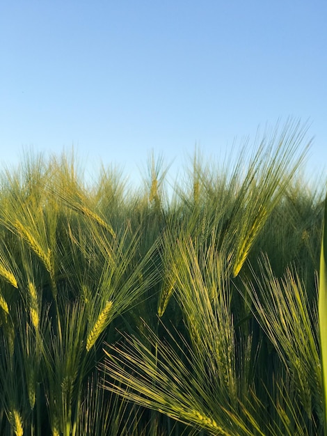 Nahaufnahme von Weizen, das auf dem Feld wächst, vor klarem Himmel