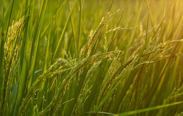 Nahaufnahme von Weizen, das auf dem Feld wächst