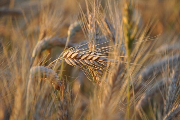 Foto nahaufnahme von weizen, das auf dem feld wächst