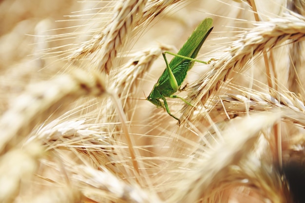 Foto nahaufnahme von weizen, das auf dem feld wächst