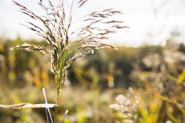 Foto nahaufnahme von weizen, das auf dem feld wächst