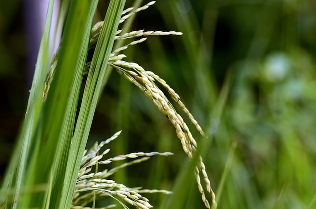 Foto nahaufnahme von weizen, das auf dem feld wächst