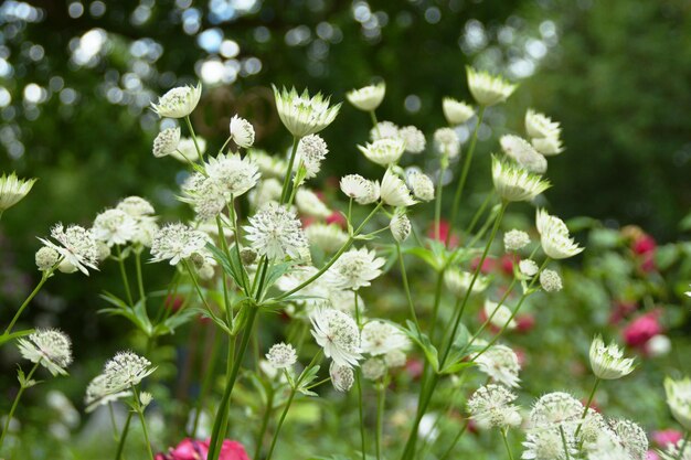 Nahaufnahme von Wildblumen auf dem weißen Feld