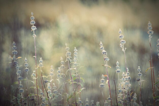 Foto nahaufnahme von wildblumen