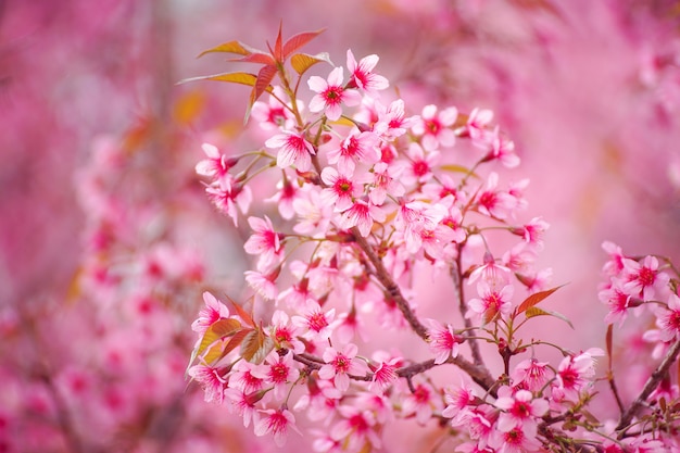 Nahaufnahme von wilden Himalaya-Kirschblumen oder Sakura