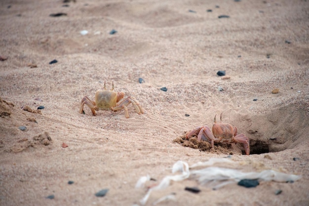 Nahaufnahme von wilden Krabben, die sich im Sandloch am Meeresstrand verstecken