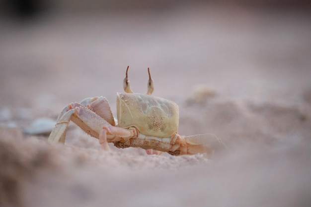 Nahaufnahme von wilden Krabben, die sich im Sandloch am Meeresstrand verstecken