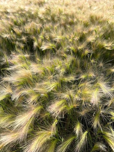 Nahaufnahme von Wildgerste Hordeum spontaneum