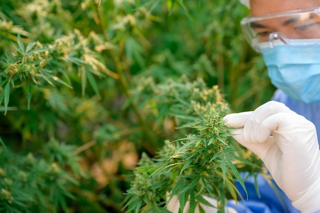 Nahaufnahme von Wissenschaftlern, die an Cannabis- und Hanffarmen arbeiten Forscher untersuchen und analysieren Cannabisblütenpflanzen Kommerziell angebaut für die Herstellung von Hanföl-Alternativmedizin