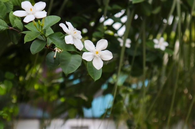 Foto nahaufnahme von wrightia antidysenterica blüte