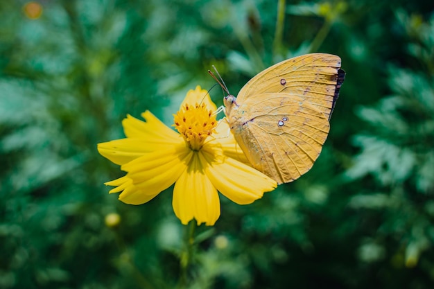 Nahaufnahme von Yellow Butterfly auf Yellow Chrysanthemum Gelber Schmetterling auf wilden gelben Blüten