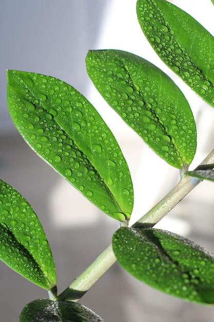 Nahaufnahme von Zamioculcas-Blättern in Wassertropfen nach dem Besprühen Zamioculcas ist ein Dollarbaum