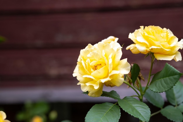 Nahaufnahme von zarten gelben Rosenbusch blühenden Blumen und geschlossenen Knospen in einem Betontopf an einem sonnigen Tag Holzstrukturplanke auf der Rückseite Blüte gelber Rosen auf der Gasse des Stadtparks