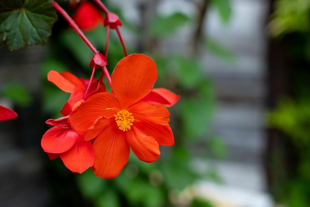 Nahaufnahme von zarten kleinen rosa und weißen Begonienblüten mit frischen grünen Blättern in einem Gartentopf an einem sonnigen Sommertag mehrjährige Blütenpflanzen in der Familie Begoniaceae lebendiger floraler Hintergrund