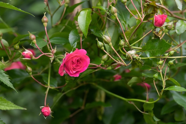 Nahaufnahme von zarten rosa Rosenbusch blühenden Blumen und geschlossenen Knospen in einem Betontopf an einem sonnigen Tag Holzstrukturplanke auf der Rückseite Blüte rosa Rosen auf der Gasse des Stadtparks