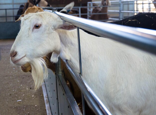 Foto nahaufnahme von ziegen im tierstall