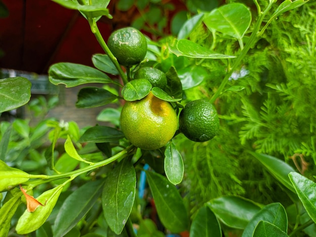 Foto nahaufnahme von zitrusfrüchten