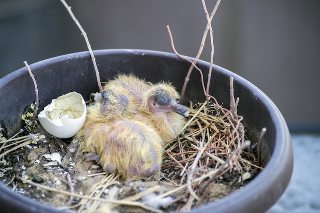 Nahaufnahme von zwei Babytaubenküken, die im Nest und im Schlafen sitzen