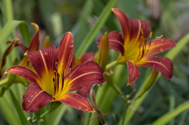 Nahaufnahme von zwei Hemerocallis Blumen mit Regentropfen. Selektiver Fokus.