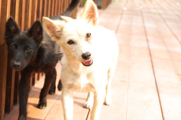 Nahaufnahme von zwei Hunden