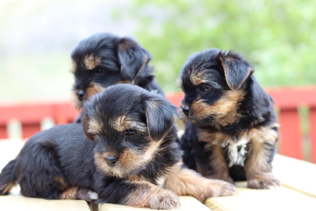 Nahaufnahme von zwei Hunden