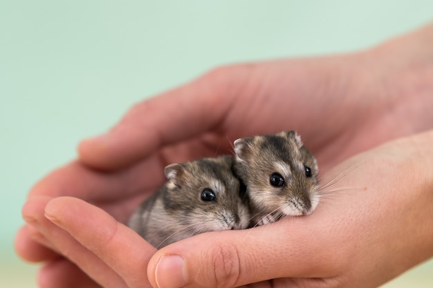 Nahaufnahme von zwei kleinen lustigen Miniatur-Jungar-Hamstern, die auf den Händen einer Frau sitzen. Flauschige und süße Dzhungar-Ratten zu Hause.