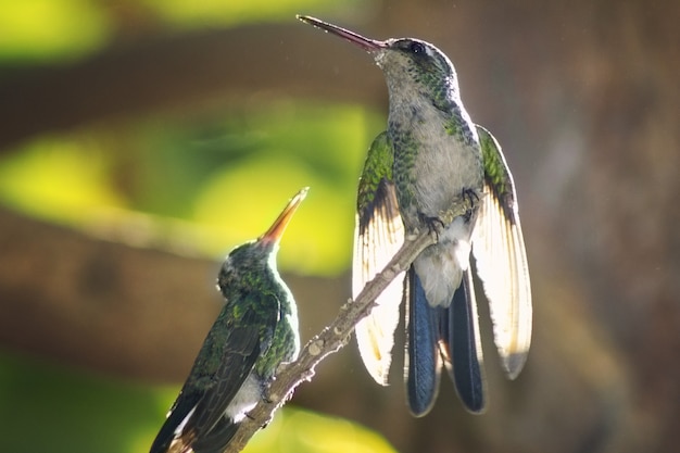 Nahaufnahme von zwei Kolibris, die auf einem Ast sitzen