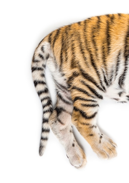 Nahaufnahme von, zwei Monate altes Tigerjunges, das vor weißem Hintergrund liegt
