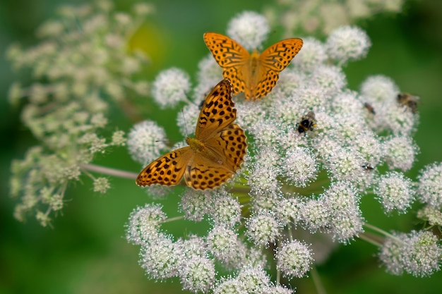 Nahaufnahme von zwei Schmetterlingen auf einer Blume