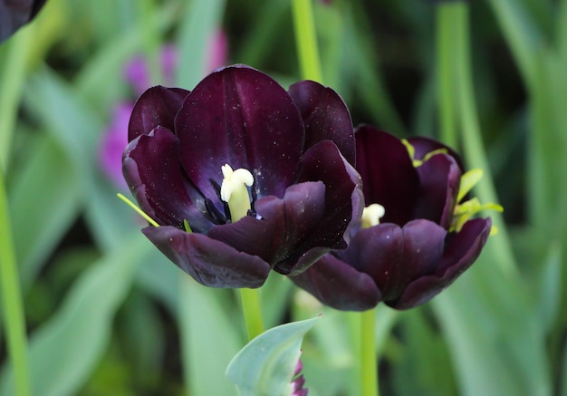 Nahaufnahme von zwei schönen schwarzen Tulpen auf einem natürlichen softgreen Hintergrund