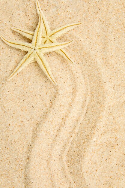 Nahaufnahme von zwei Seesternen auf goldenem Sand